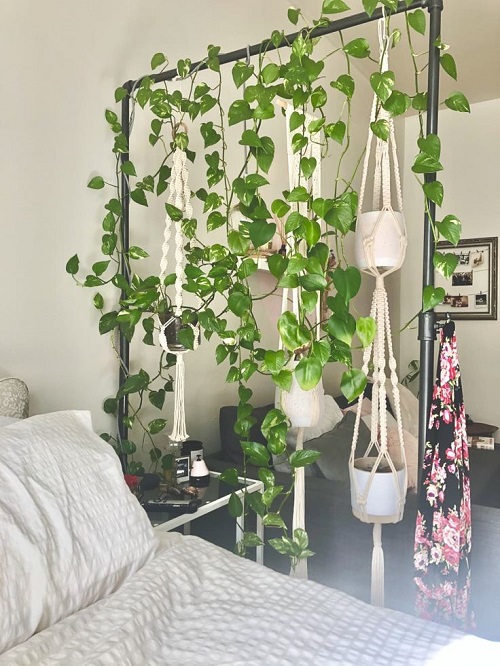 Metal bed Frame to Grow Pothos