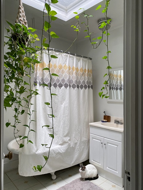 hanging vine method  for growing Pothos