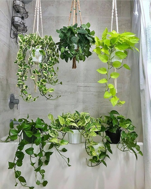 Macrame Hangers and Pots to grow Pothos 