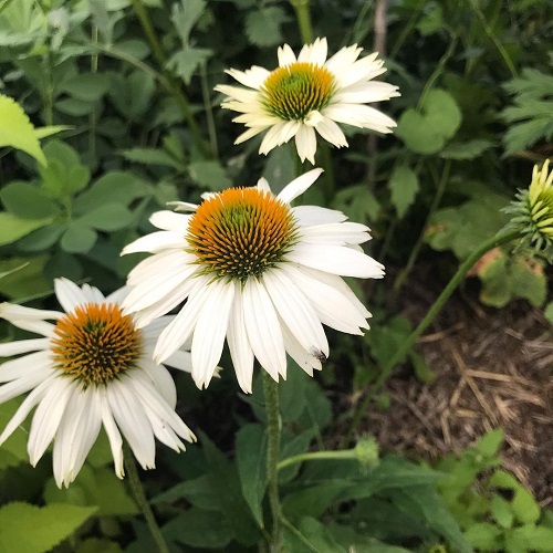 coneflower varieties for your landscape. 3