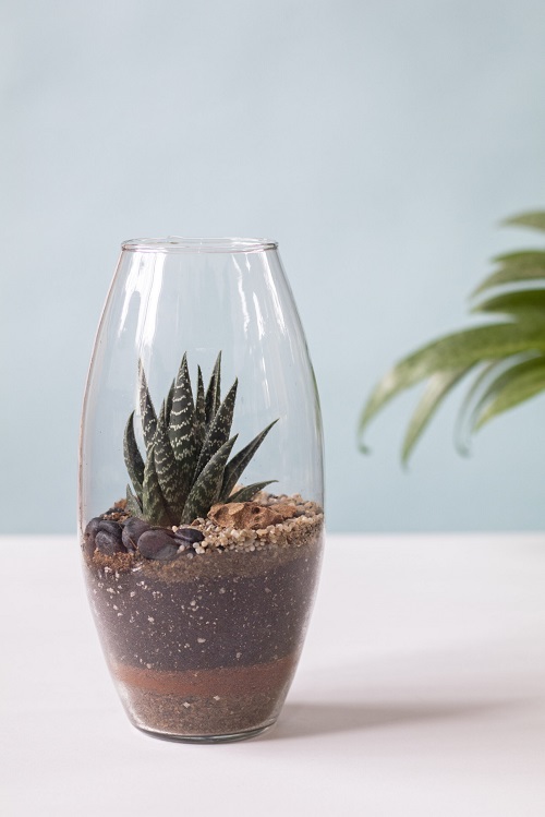 Small Terrarium Plants 39