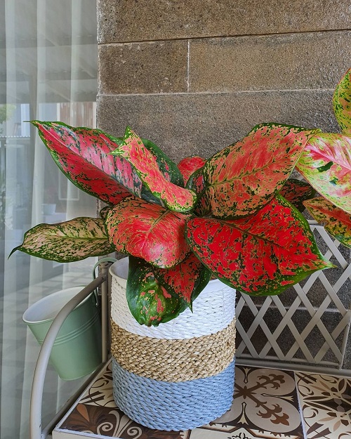 Aglaonema Varieties-Red Ruby in pot