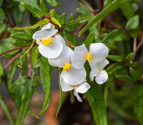 Best White Hawaiian Flowers 13