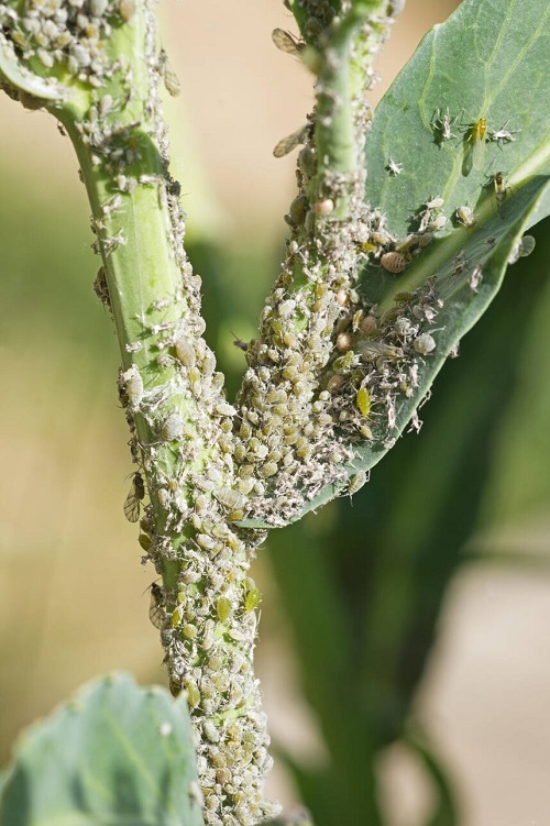 Tiny White Bugs on Plants that Look like Dust 6