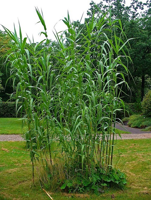 Plants that Look like Lucky Bamboo 14