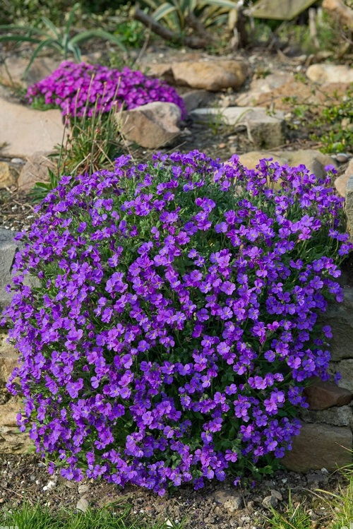 Best Rock Garden Plants 30