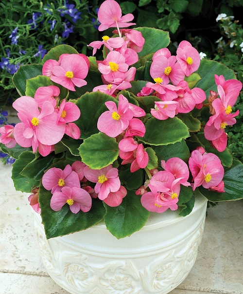 Best Pink Begonia Varieties 32