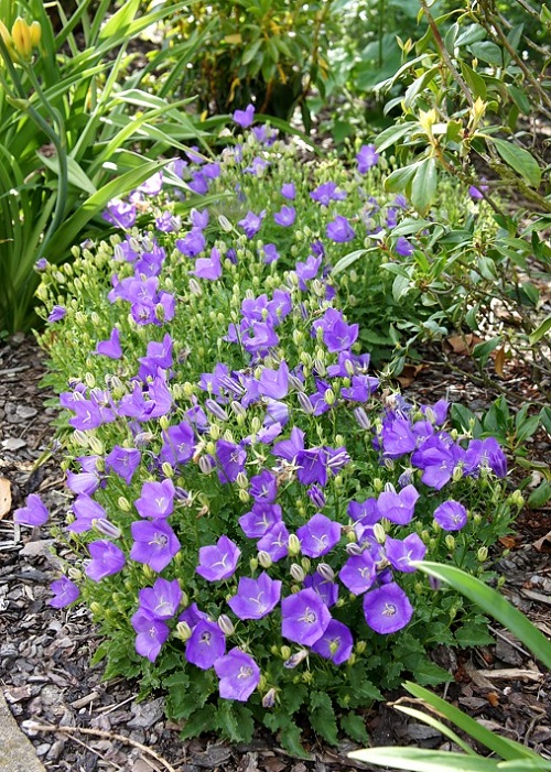 Baby Blue Flowers 2