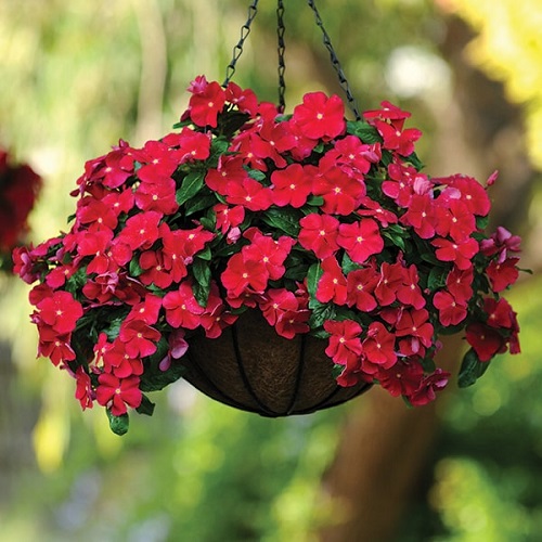 Best Types of Vincas 20