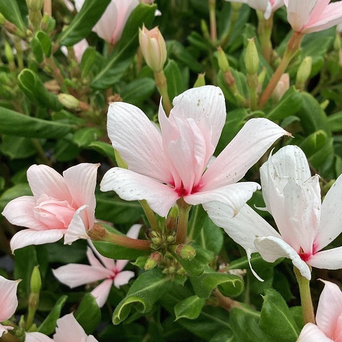 Best Types of Vincas 4