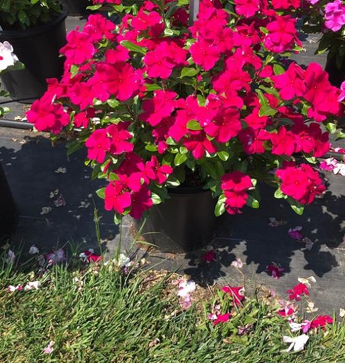 Best Types of Vincas 10