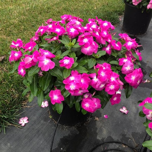 Best Types of Vincas 13