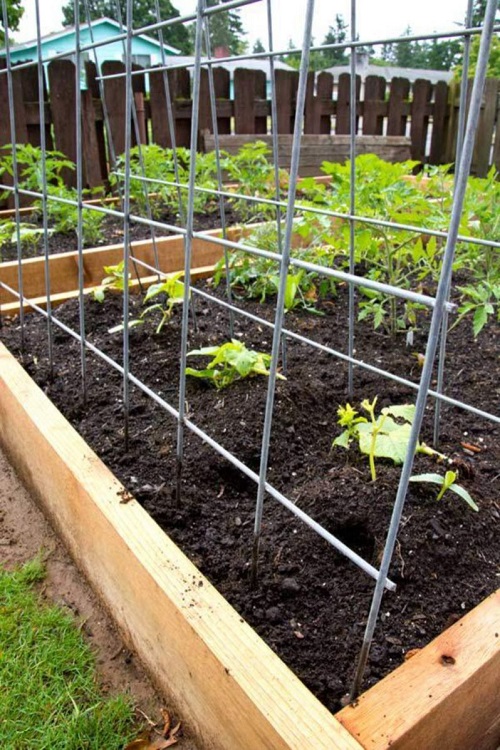 Best DIY Trellis for Plants Ideas 13