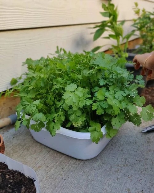 Cilantro Companion Plants