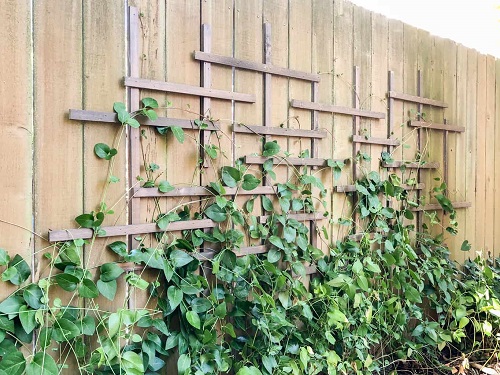 Best DIY Trellis for Plants Ideas 9