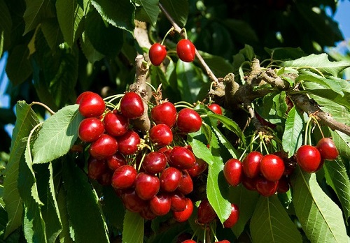 Best Types of Cherries to Grow in Pots 25