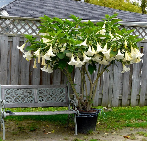 Flowers with White Bells 2