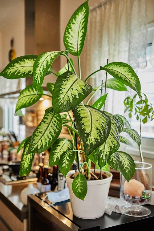 Dumb Cane-Plants that Grow Without Sunlight