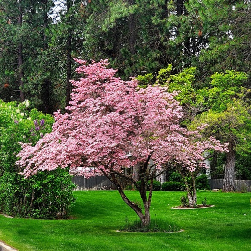 Pink Flowering Trees in Florida 