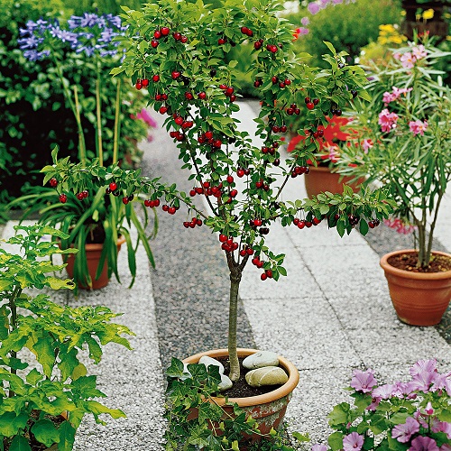 Best Types of Cherries to Grow in Pots 3