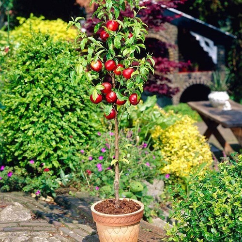 Best Types of Cherries to Grow in Pots 