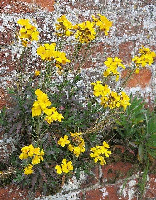 Yellow Wildflowers 13