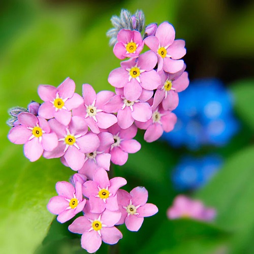 Best Pink and White Flowers 6