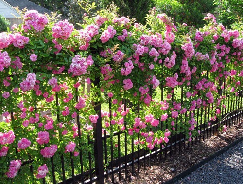 Pink Flowering Trees in Florida 10