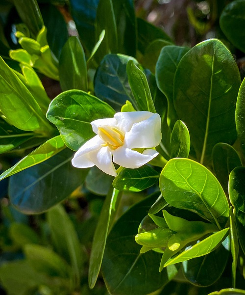 White Flowers with Yellow Center 15