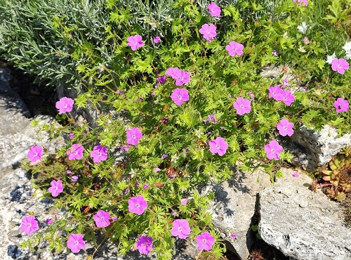 Best Rock Garden Plants 53