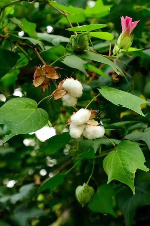 Best White Hawaiian Flowers 19