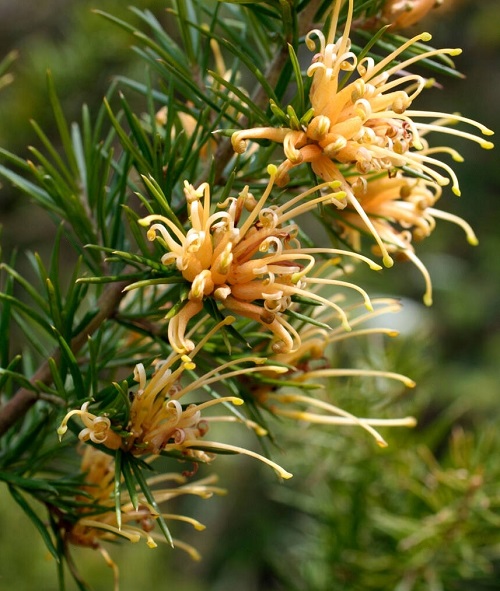 Best Types of Grevilleas 1