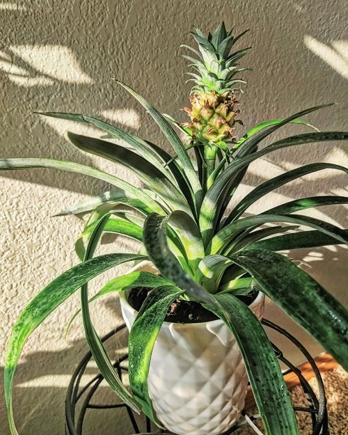 How Long Does it Take to Grow a Pineapple 2