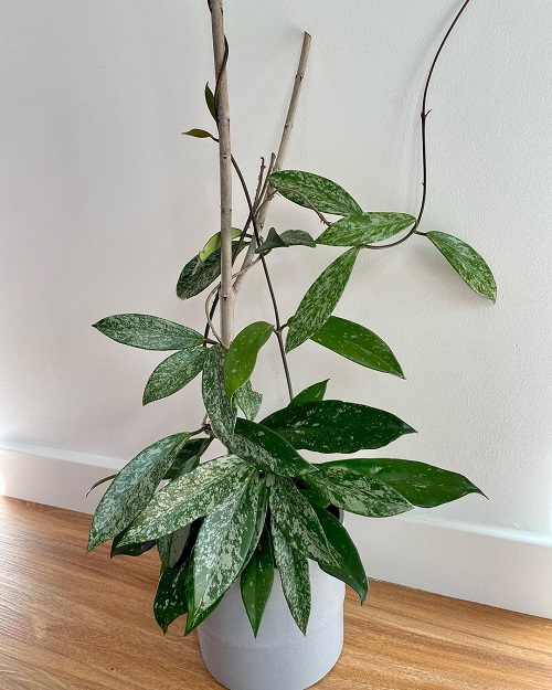 Small Leaf Hoya Varieties