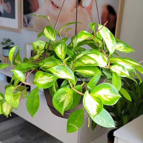 Small Leaf Hoya Varieties 25