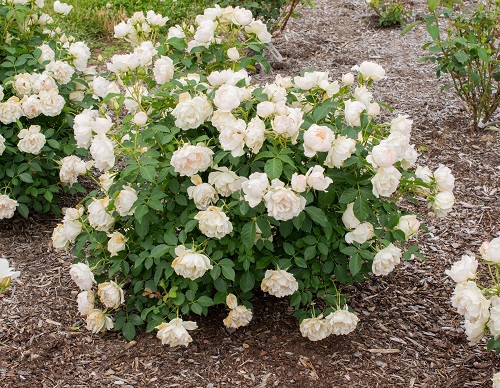 42 Best White Garden Roses Varieties 6