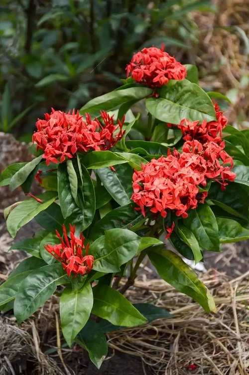 Ixora Maui Red 2