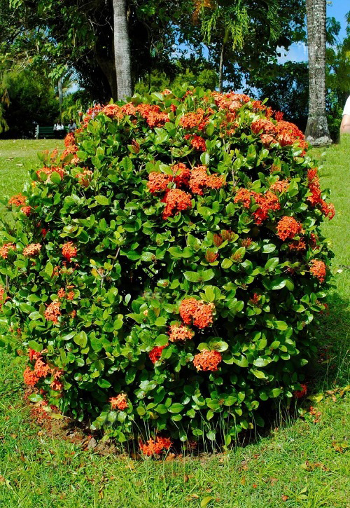 Ixora Maui Red