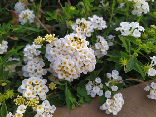 Best White Hawaiian Flowers 17