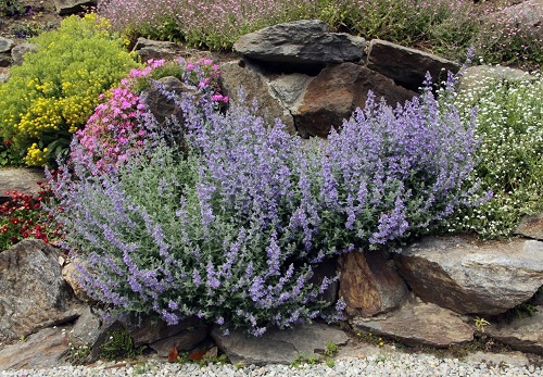 Best Rock Garden Plants 2