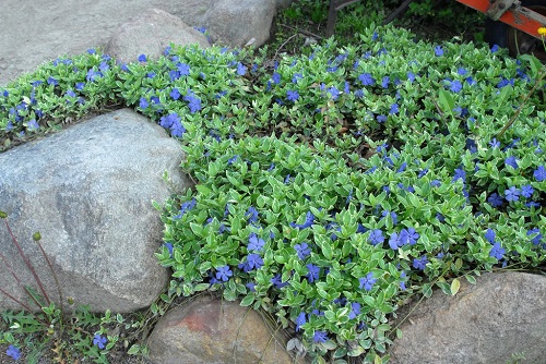 Best Rock Garden Plants 10