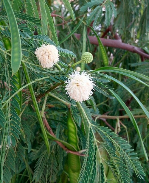 Best White Hawaiian Flowers 12