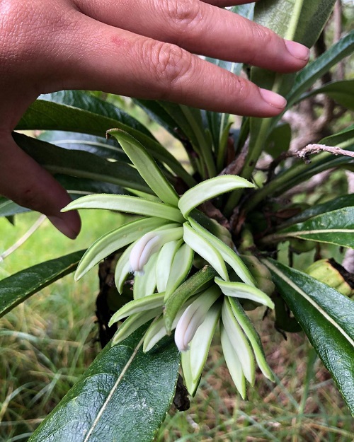 Best White Hawaiian Flowers 18