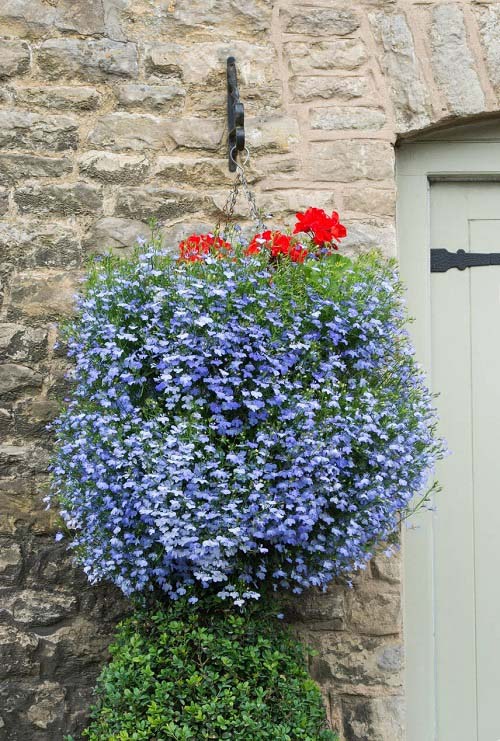 Baby Blue Flowers 3