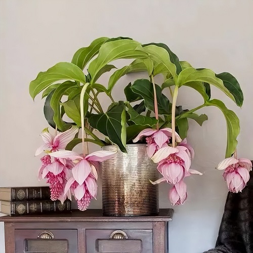 Medinilla Plant Care