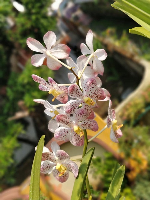 Best White Hawaiian Flowers 7