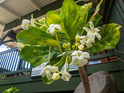 Best White Hawaiian Flowers 11