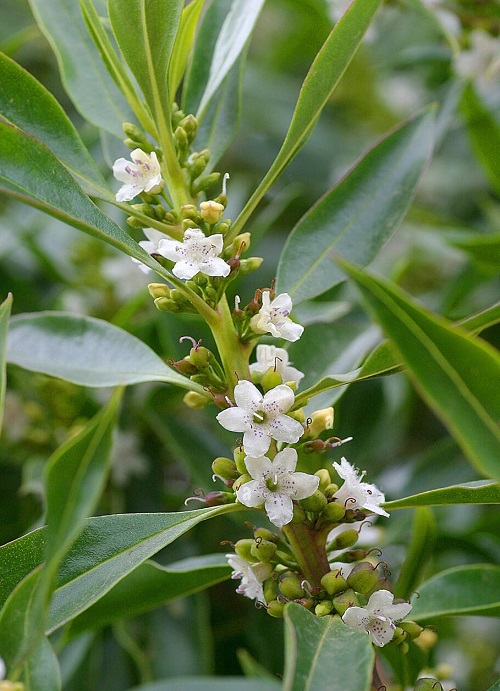 Best White Hawaiian Flowers 20