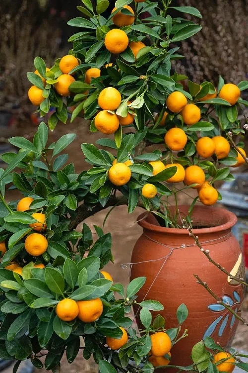 Orange Tree in Container 2