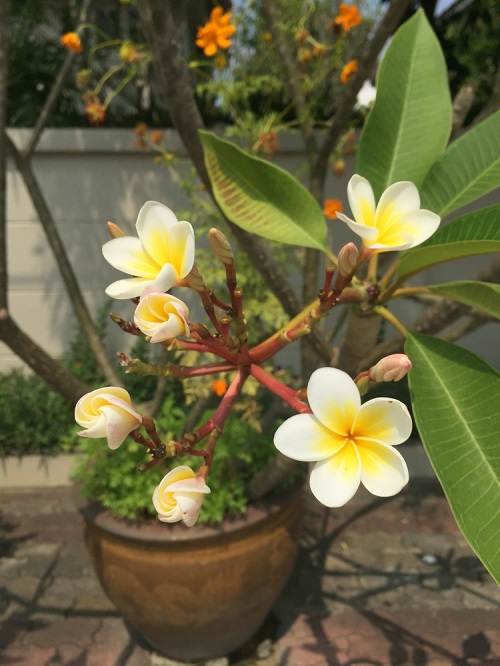 Growing Plumeria in Pots 2